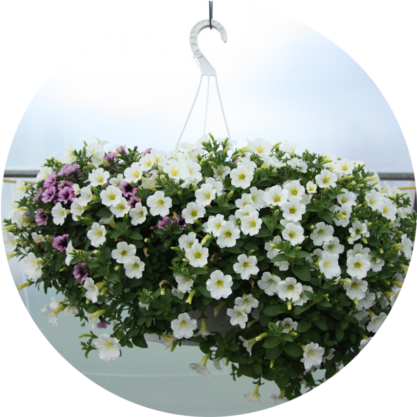 Hanging Baskets (Seasonal)