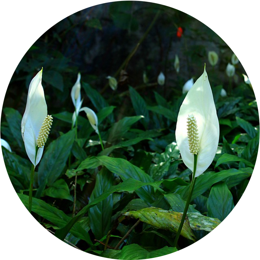 Peace Lilies