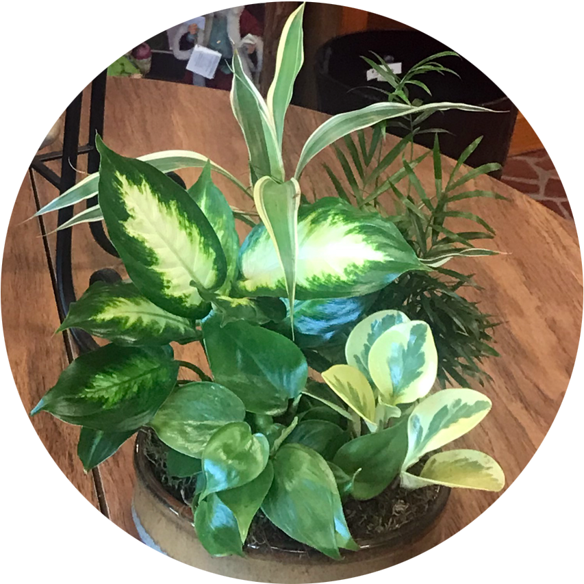 Philodendron